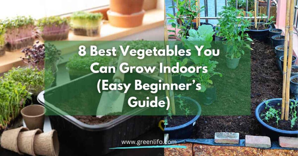 8 Best Vegetables You Can Grow Indoors Easy Beginners Guide Green Lifo Green Lifo 