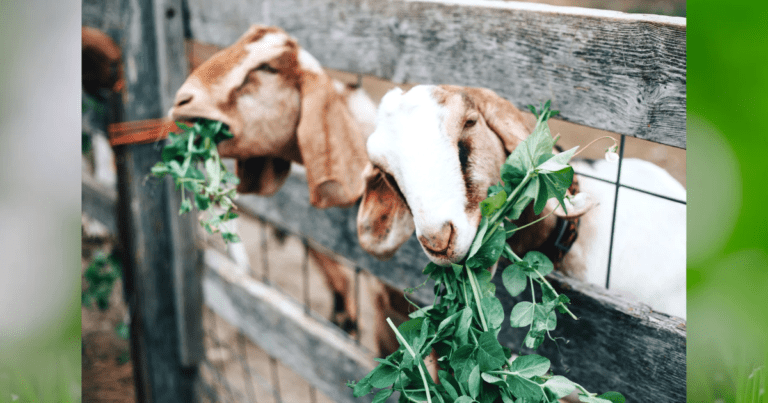 Goat farming: All you need to know about goat farming