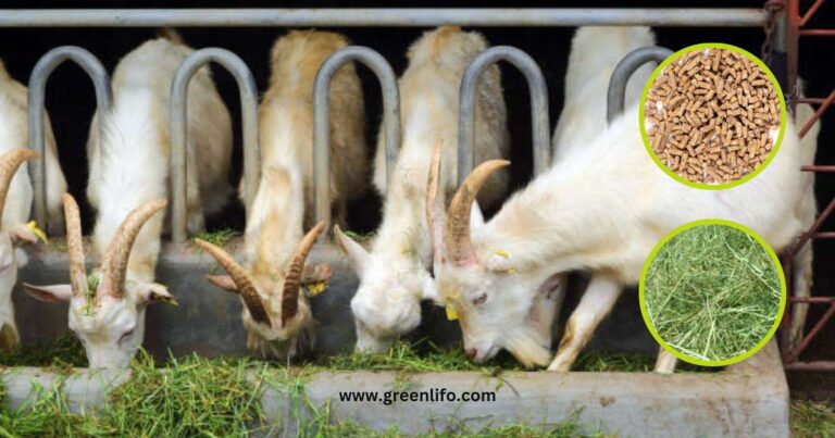 Best Feed For Dairy Goats