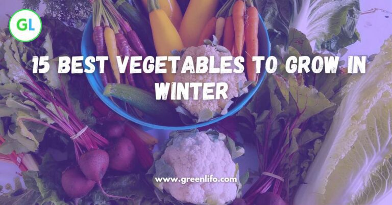 Winter vegetables grow