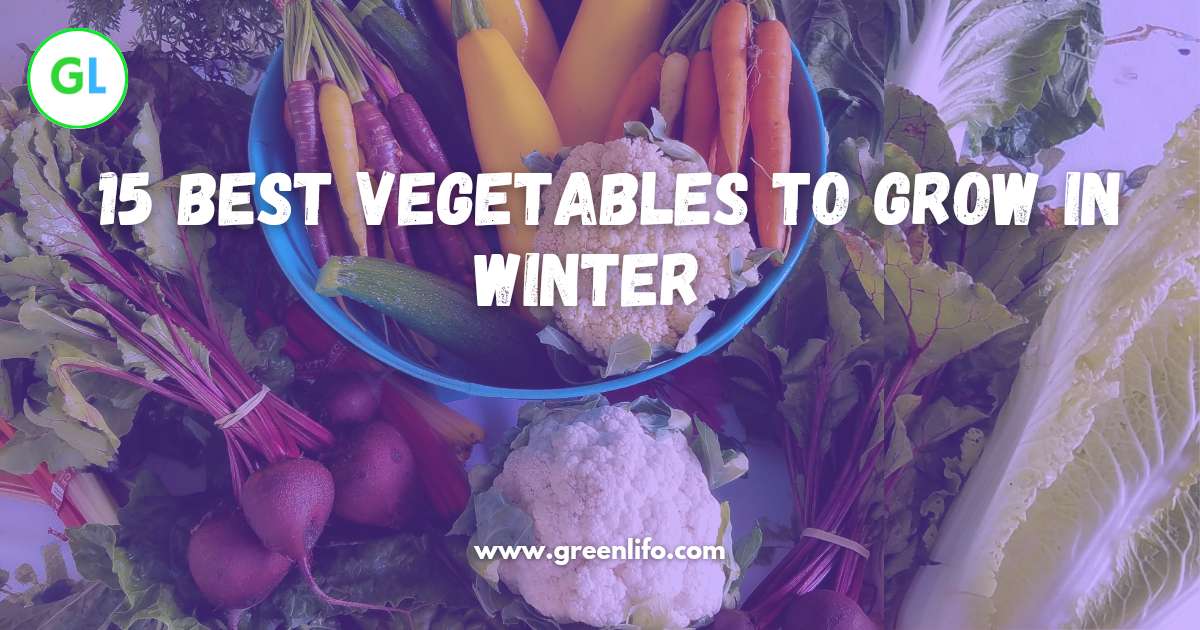 Winter vegetables grow