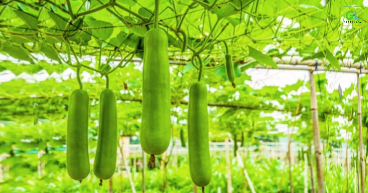 Best 15 vegetables to plant in summer in india