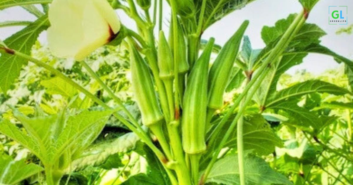 Best 15 vegetables to plant in summer in india