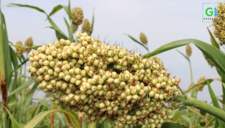 Sorghum farming guide