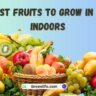 Best 12 Fruits to Grow in Pots Indoors