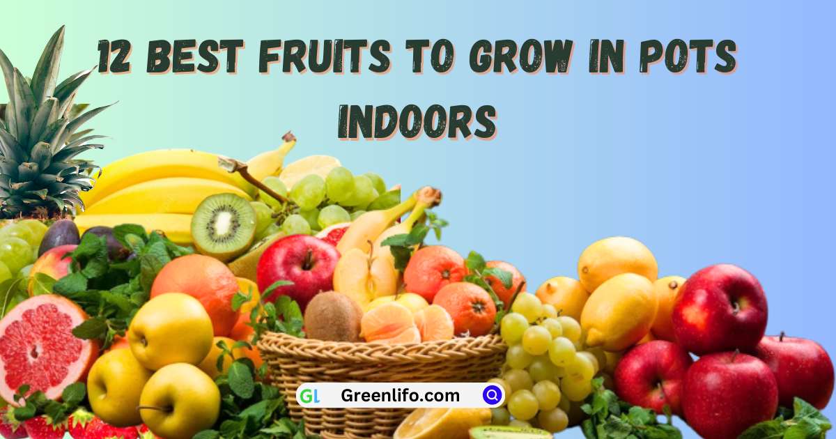 Best 12 Fruits to Grow in Pots Indoors