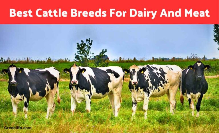 The Most Popular Cattle Breeds in the Philippines