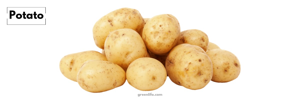 Tuber Plant List, Types And Examples