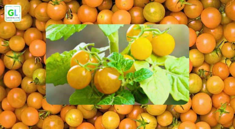 How to Plant Sungold Tomatoes