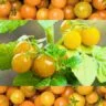 How to Plant Sungold Tomatoes