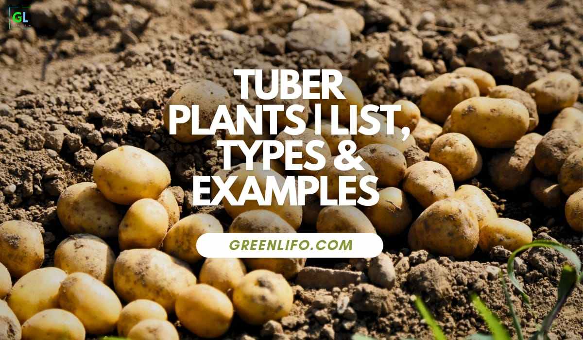 Tuber plant list, types and examples