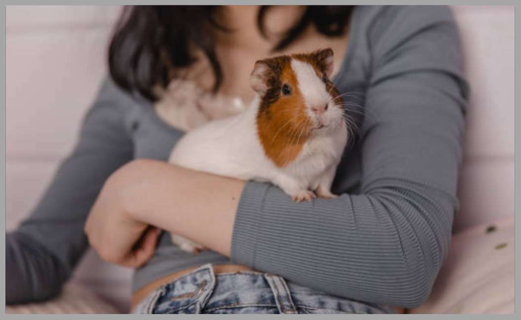 Best Small Pets for Cuddling