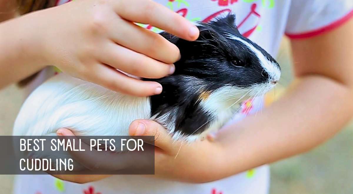 Best Pets for Cuddling